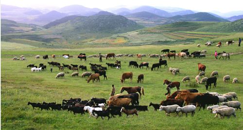 畜牧养殖小程序开发应具备哪些功能